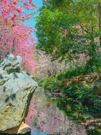 【雲南豐澤植物園】春日追花好去處🔥🔥，5-10月賞海菜花🏖️