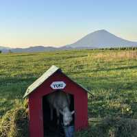 北海道｜Lake hill farm：洞爺湖畔花園牧場冰淇淋，悠閒親子美食景點