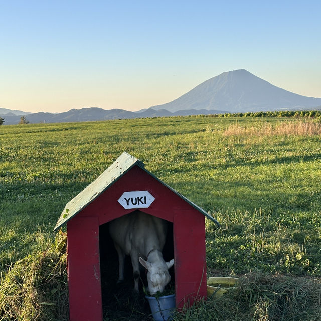 北海道｜Lake hill farm：洞爺湖畔花園牧場冰淇淋，悠閒親子美食景點