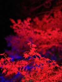【大分観光】ライトアップされた紅葉を楽しめる日本庭園🍁✨️
