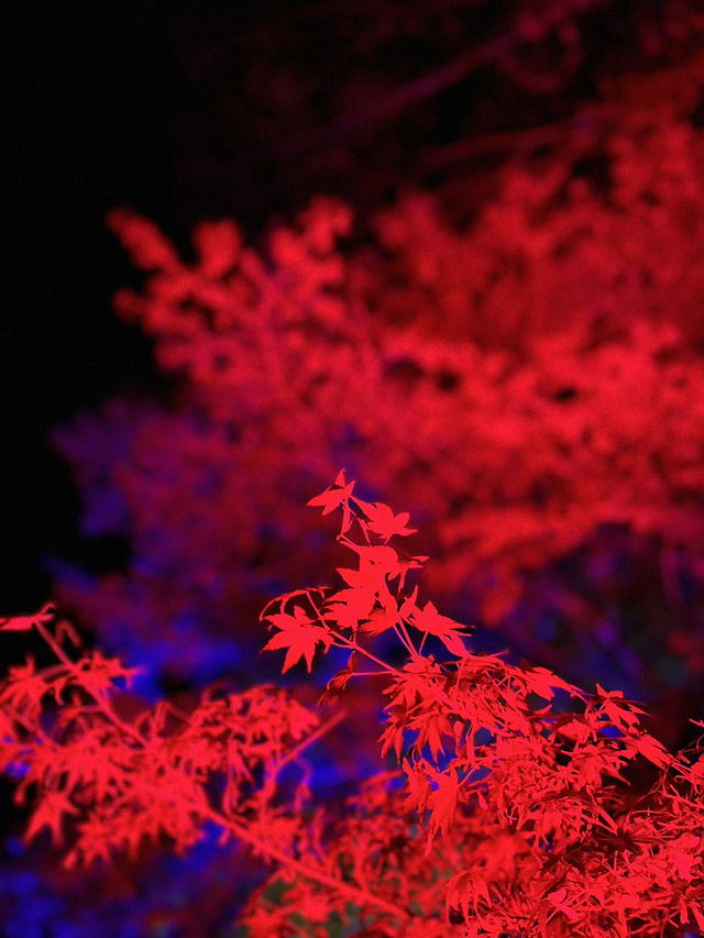 【大分観光】ライトアップされた紅葉を楽しめる日本庭園🍁✨️