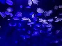 サンシャイン水族館の海月！！