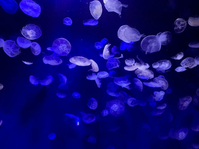 サンシャイン水族館の海月！！
