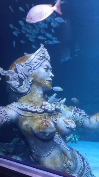 Real mermaids swimmings in Phuket !