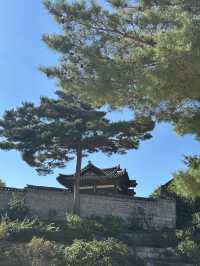 World Heritage Site Changdeokgung Palace and Secret garden (shhhh!)