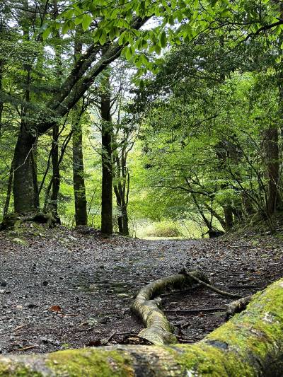 Aokigahara Forest Tickets [2025] - Promos, Prices, Reviews