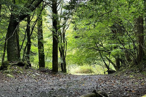 The most mystic hiking trail in Japan 👹 | Trip.com