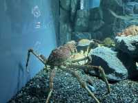 Dive Into Wonder: Exploring Osaka Aquarium Kaiyukan