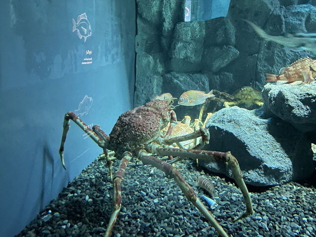 Dive Into Wonder: Exploring Osaka Aquarium Kaiyukan