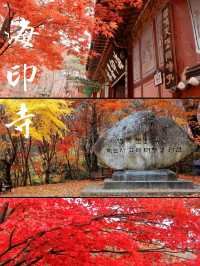 韓國海印寺秋之色