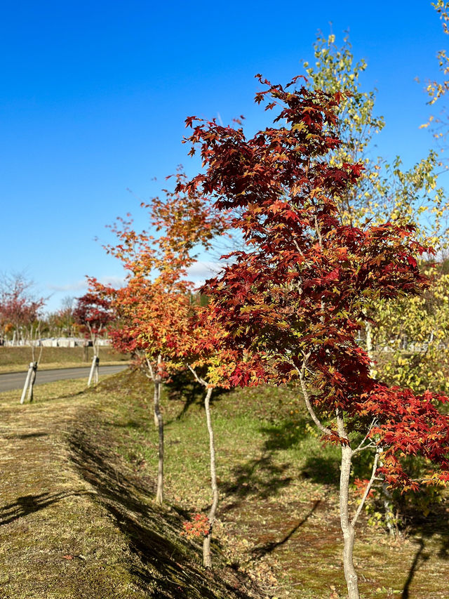Autumn Bliss at Makomanai Takino Cemetery 🍁