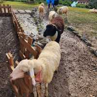 บ้านแกะแม่ขิ-Maekee Sheep House  🐑