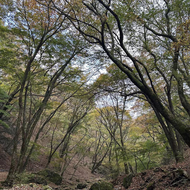 三池岳：初秋絕美🏞️🍂