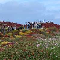 Kochia in Scarlet Red @ Hitachi Seaside Park 