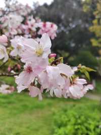 台北賞花海勝地「陽明山 竹子湖」🌸