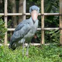東京景點｜日本最古老的親子動物園—恩賜上野動物園