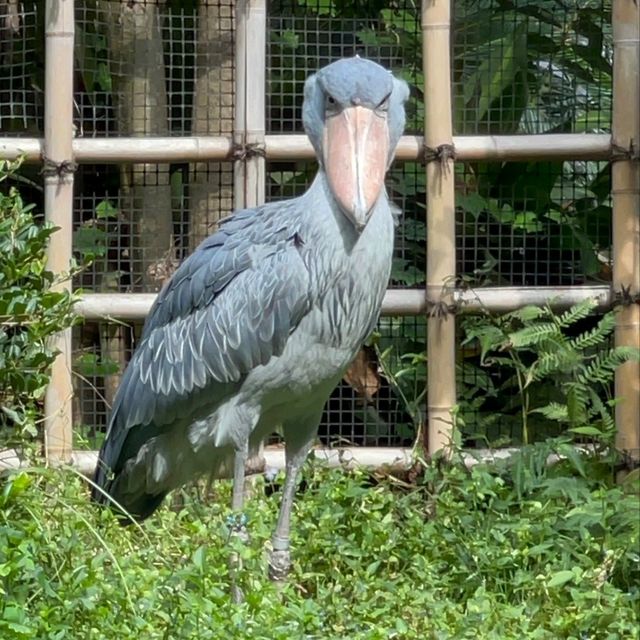 東京景點｜日本最古老的親子動物園—恩賜上野動物園