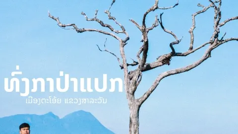 ทุ่งกาป่าแปลก เขาทุ่งหญ้าป่าสนแห่งลาวใต้ — traveler post in สาละวัน
