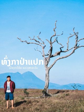ทุ่งกาป่าแปลก เขาทุ่งหญ้าป่าสนแห่งลาวใต้