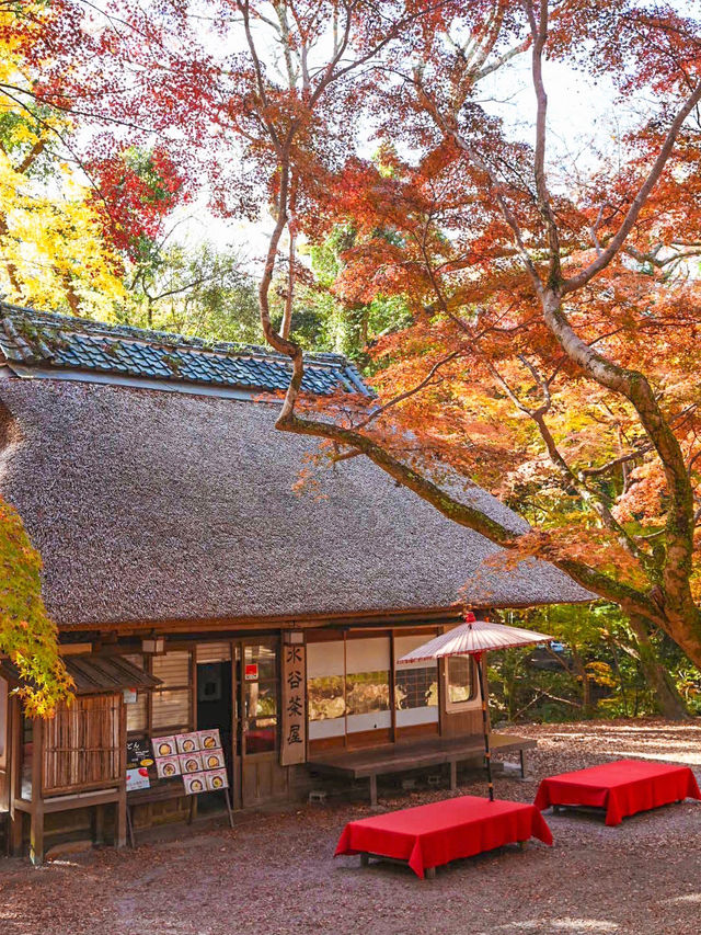 【奈良】タイムスリップしたような古民家カフェ×紅葉
