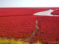【中国】圧巻の深紅のじゅうたん！紅海灘風景区