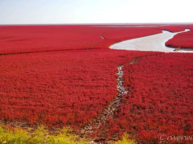 【中国】圧巻の深紅のじゅうたん！紅海灘風景区