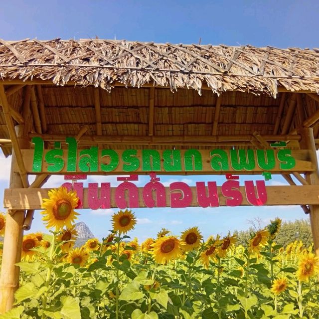 ต้อนรับฤดูหนาวด้วยทุ่งทานตะวัน ณ เขาจีนแล ลพบุรี