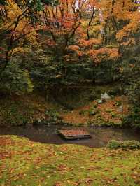 【ここ行って】全国でも珍しいドウダンツヅジの参道✨庭園も美しい超穴場の紅葉スポット🍁