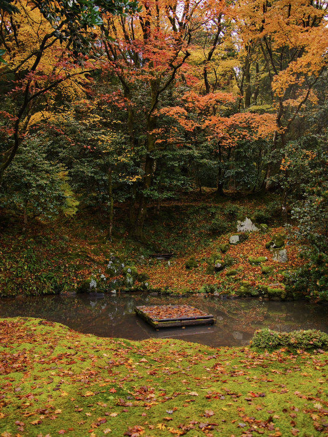【ここ行って】全国でも珍しいドウダンツヅジの参道✨庭園も美しい超穴場の紅葉スポット🍁