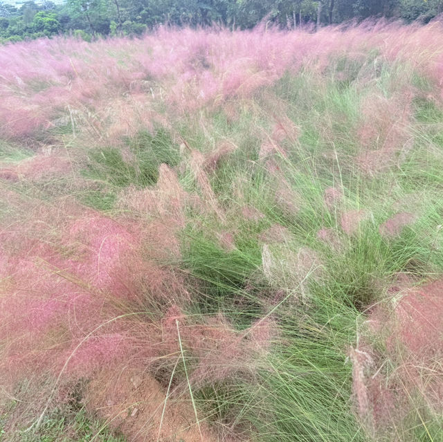 週日浪漫花海🌷深圳陌上花園