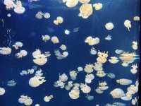 Dive into the Wonders of S.E.A. Aquarium @ Sentosa