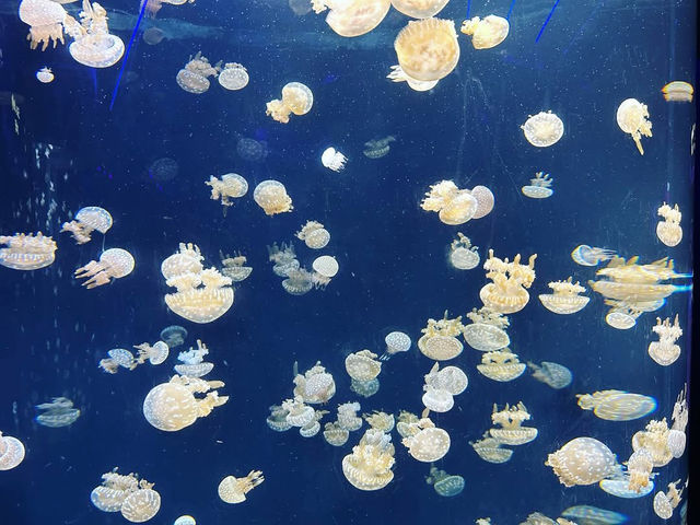 Dive into the Wonders of S.E.A. Aquarium @ Sentosa