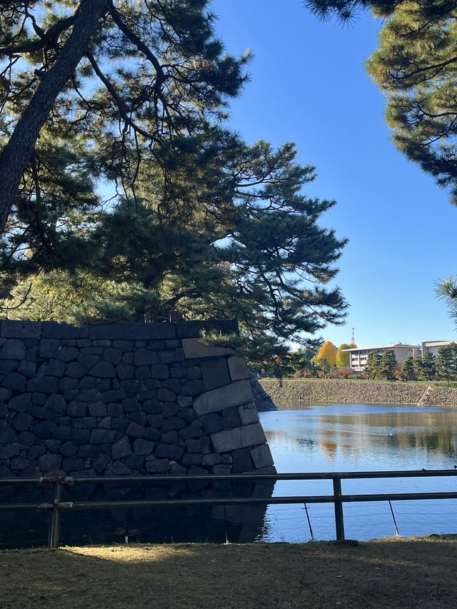 가을 느낌 물씬 [니노마루 정원]⛲️