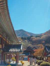 스님들도 다녀온다는 무소유길 산책코스“순천 송광사”