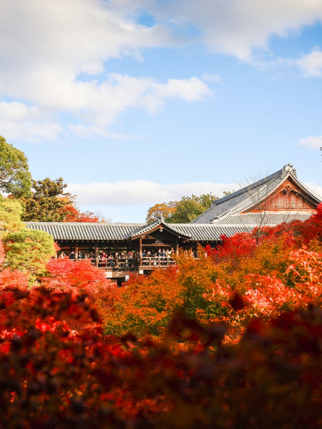 京都楓葉王國！我只服東福寺🍁
