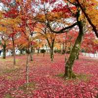秋天的京都 被紅葉包圍的每一天