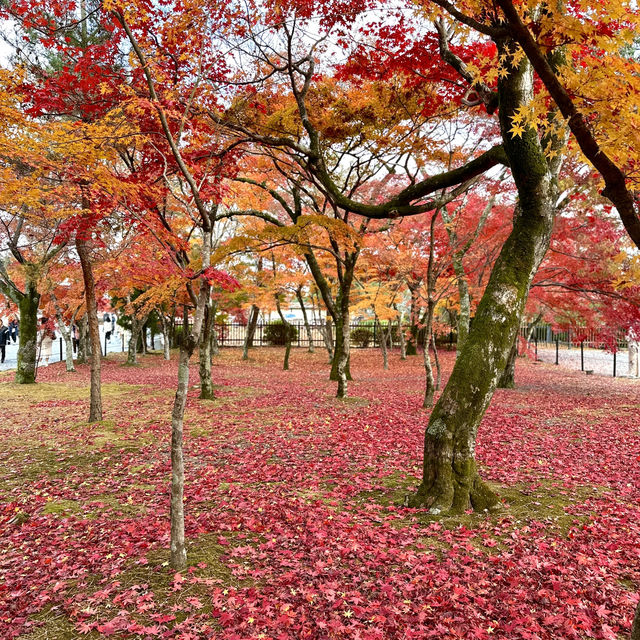 秋天的京都 被紅葉包圍的每一天