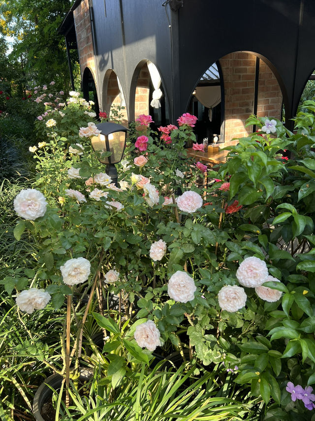 🍃คาเฟ่สวนดอกกุหลาบ ในเชียงใหม่🌹💐