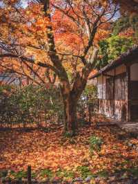 🍁 秋の西芳寺で感じる静寂と彩り ✨