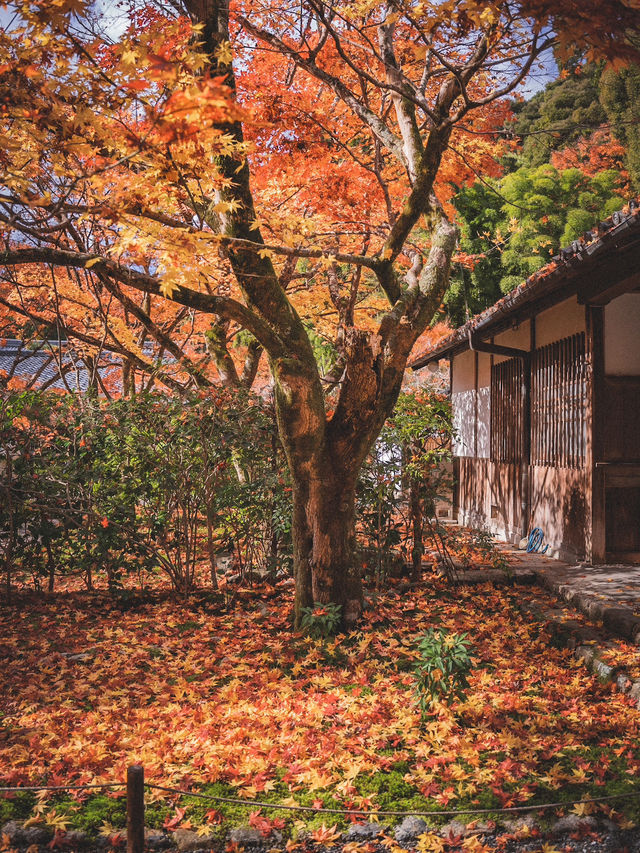🍁 秋の西芳寺で感じる静寂と彩り ✨