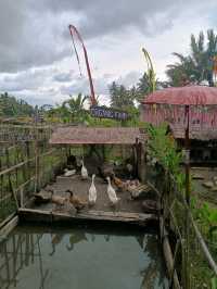 Joglo village of Subak Sok Wayah