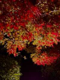 名古屋｜夢幻楓紅倒影的正確打開方式 東山植物園 