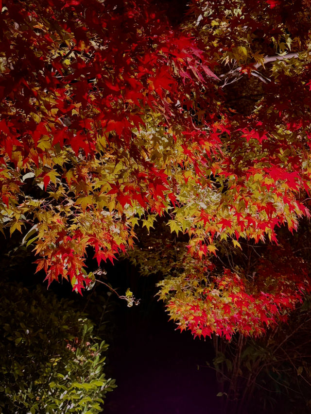 名古屋｜夢幻楓紅倒影的正確打開方式 東山植物園 