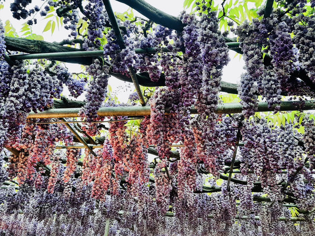 🇯🇵 東京近郊紫藤花💜
