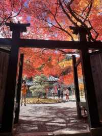 A Symphony of Colors —  The Nison-in Temple of Arashiyama