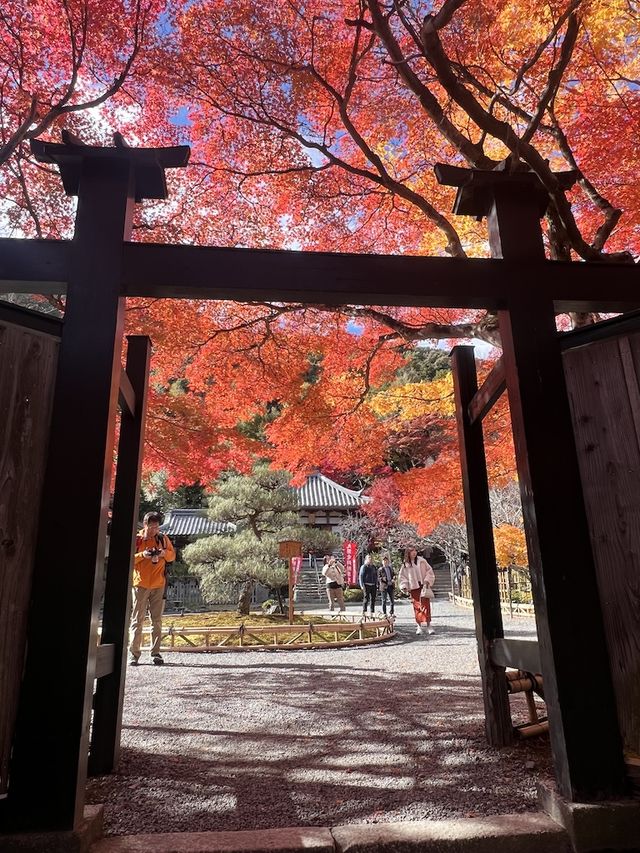 A Symphony of Colors —  The Nison-in Temple of Arashiyama