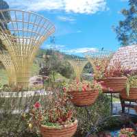 Betong Winter Flowers Garden