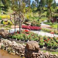 Betong Winter Flowers Garden