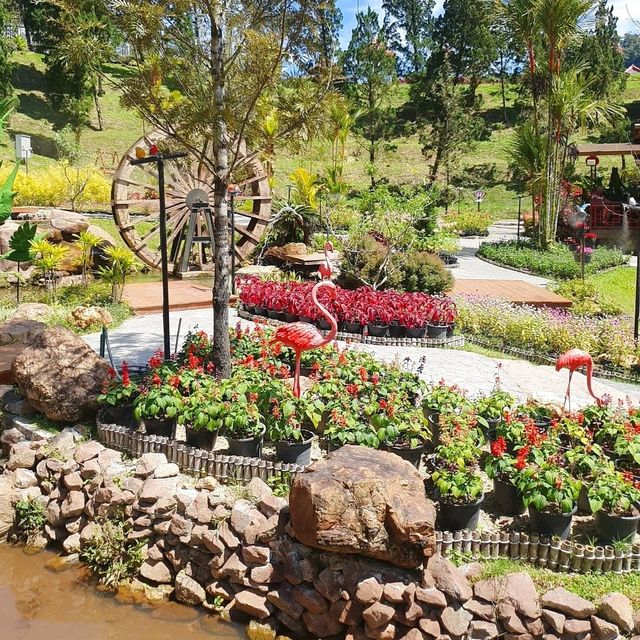 Betong Winter Flowers Garden