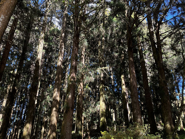森呼吸🌱阿里山神木健行旅遊